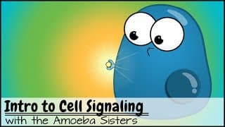 Cell Signaling Pathways