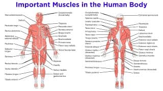 Muscles and Their Actions
