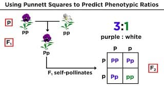 Predicting Traits with Punnett Squares