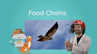 Energy Flow in Food Chains