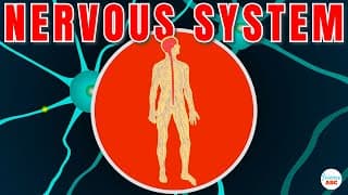 Exploring the Nervous System