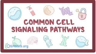 Exploring Cell Signaling Pathways