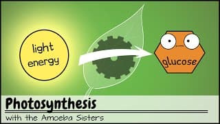 What is Photosynthesis?