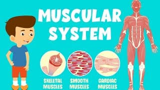 How Muscles Move Your Body