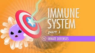 Immune Cells and Their Jobs