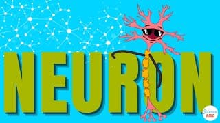 Signals in the Nervous System