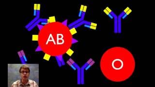 All About Blood Groups