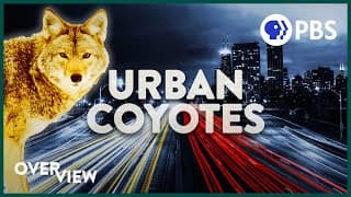 Coyotes in Chicago's Ecosystem