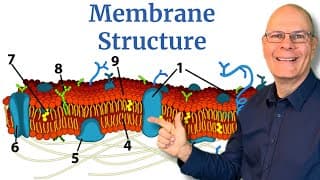 Plasma Membrane Structure and Function