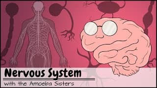 Exploring the Nervous System