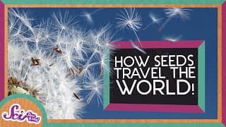 What is Seed Dispersal?