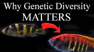Why Genetic Diversity Matters