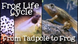 Metamorphic and Non-Metamorphic Life Cycles