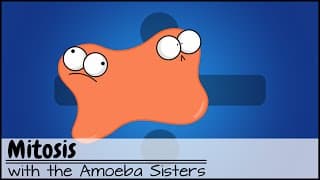 Cell Division: Growth and Repair