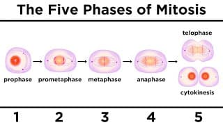 Exploring Mitosis
