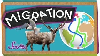 Why and Where Birds Migrate