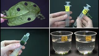 BTB Color and Photosynthesis Rate