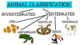 Classifying Animal Phyla