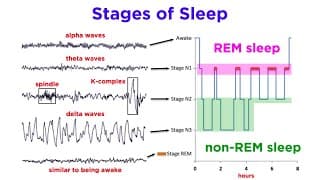 Exploring Sleep Stages