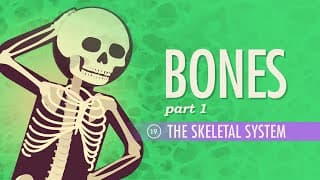 Bone Parts and Shapes