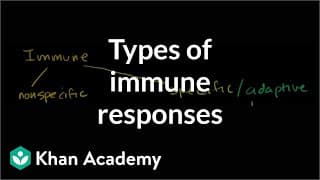 How the Immune System Works