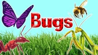 Identifying Bugs