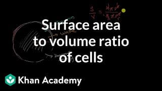 Cell Size and Surface Area