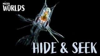 How Crabs Find Plankton