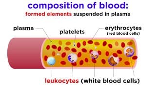 What is Blood Plasma?