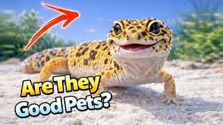 Geckos versus Other Reptiles