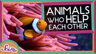 Plants and Animals Depend on Each Other