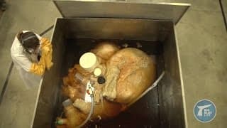 Why Animal Hearts Beat Differently