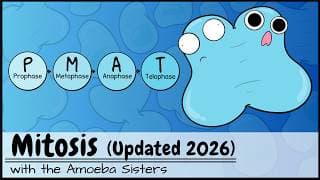 Mitosis the Way Cells Divide