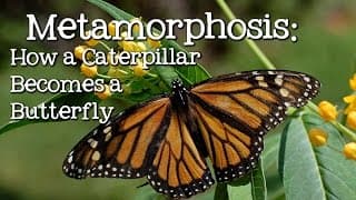 The Life Cycle of a Butterfly