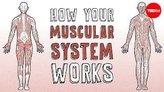 Exploring the Muscle System